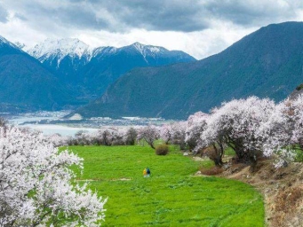 灼灼桃花织就高原生态画卷