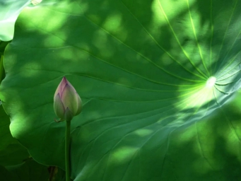 不热！来莘庄公园看荷花吧~