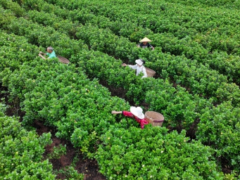 四川仁寿：栀子花开采摘忙
