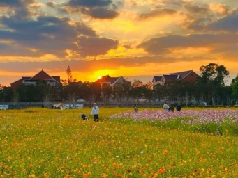 宝山这片花海美到失语